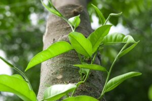 Cách nhận biết cây dó bầu