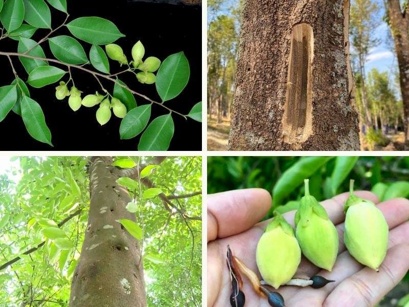 Cách nhận biết cây dó bầu như thế nào?